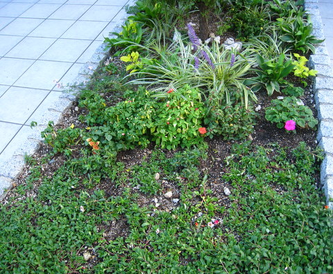 f:id:mimozaai:20101005154617j:image f:id:mimozaai:20101005154617j:image
