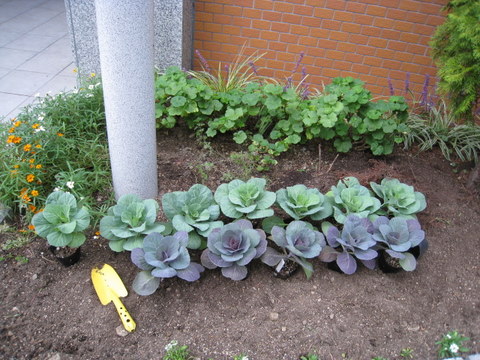 f:id:mimozaai:20101021092059j:image f:id:mimozaai:20101021092059j:image