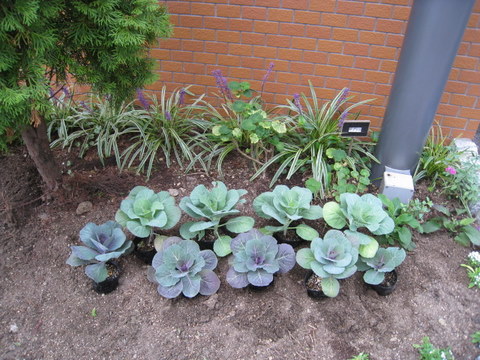 f:id:mimozaai:20101021092105j:image f:id:mimozaai:20101021092105j:image