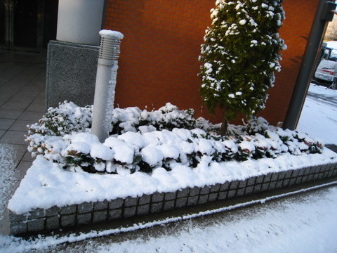 f:id:mimozaai:20101231075152j:image f:id:mimozaai:20101231075152j:image