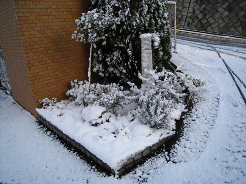 f:id:mimozaai:20101231075215j:image f:id:mimozaai:20101231075215j:image
