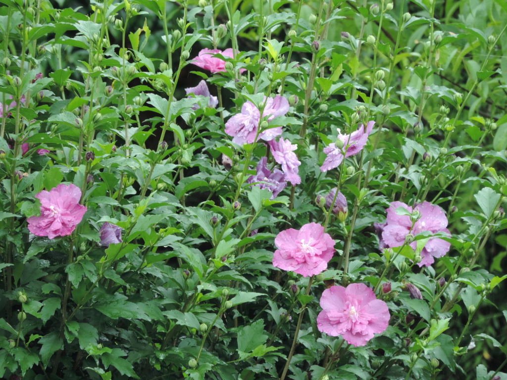 f:id:minato920:20150730061203j:plain