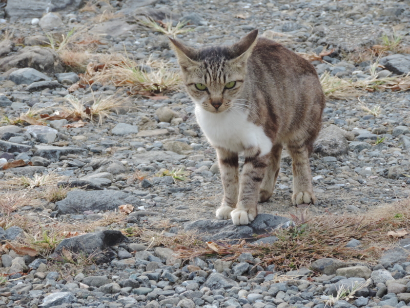 f:id:minato920:20151105190446j:plain