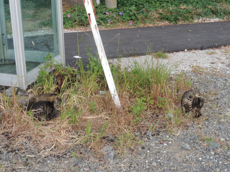 f:id:minato920:20151105190447j:plain