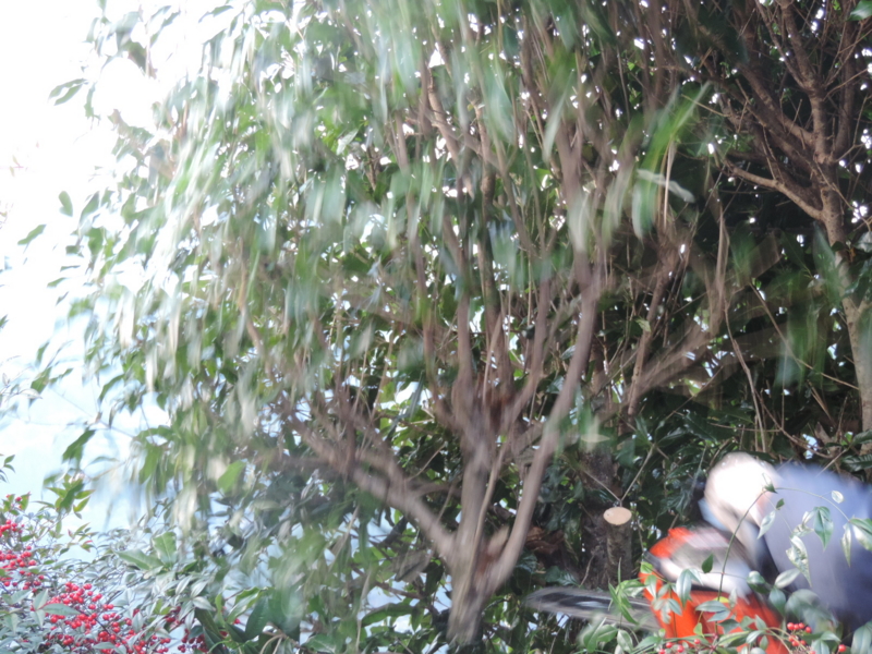 f:id:minato920:20151211062730j:plain f:id:minato920:20151211062730j:plain