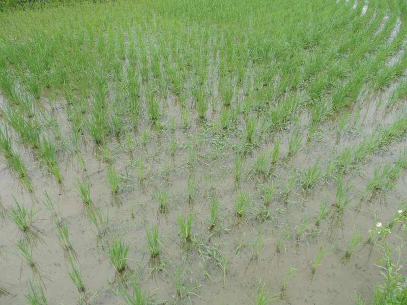 f:id:minato920:20160214165729j:plain