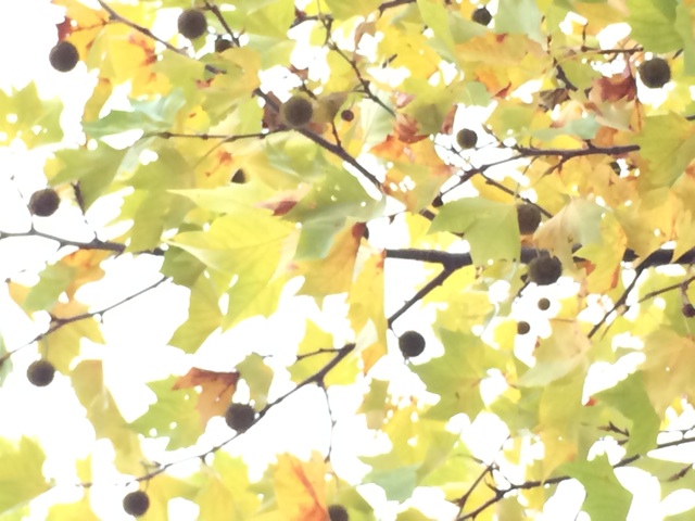 f:id:minto2012621:20141109220838j:plain f:id:minto2012621:20141109220838j:plain