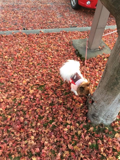 f:id:minto2012621:20141127222842j:plain