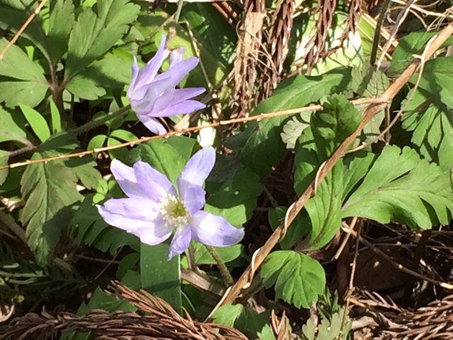 f:id:minto2012621:20150328223701j:plain f:id:minto2012621:20150328223701j:plain