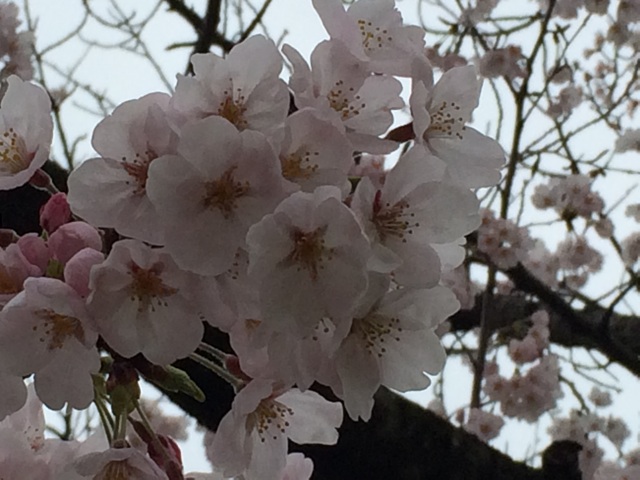 f:id:minto2012621:20150411215155j:plain f:id:minto2012621:20150411215155j:plain