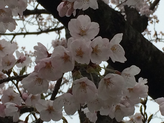 f:id:minto2012621:20150411215347j:plain f:id:minto2012621:20150411215347j:plain