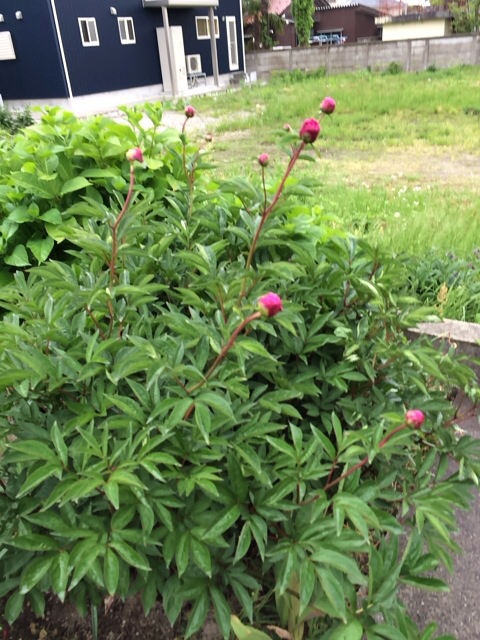 f:id:minto2012621:20150510021850j:plain f:id:minto2012621:20150510021850j:plain