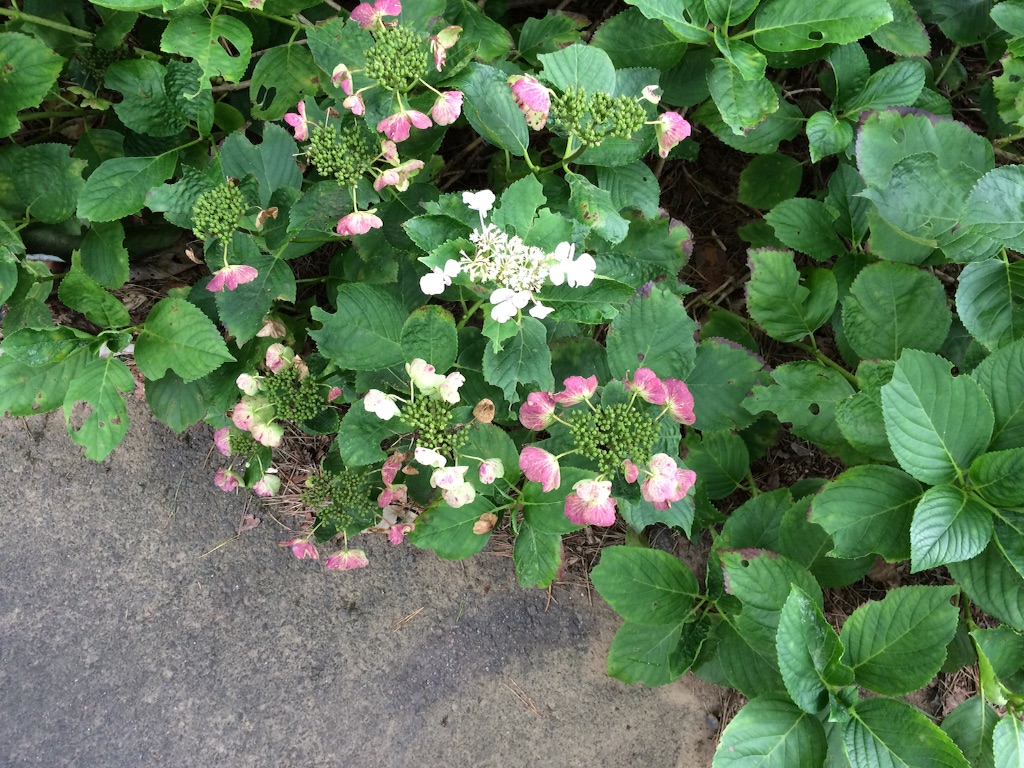 f:id:minto2012621:20150922110833j:image f:id:minto2012621:20150922110833j:image
