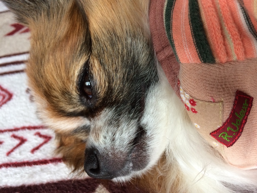 f:id:minto2012621:20151108121506j:image f:id:minto2012621:20151108121506j:image