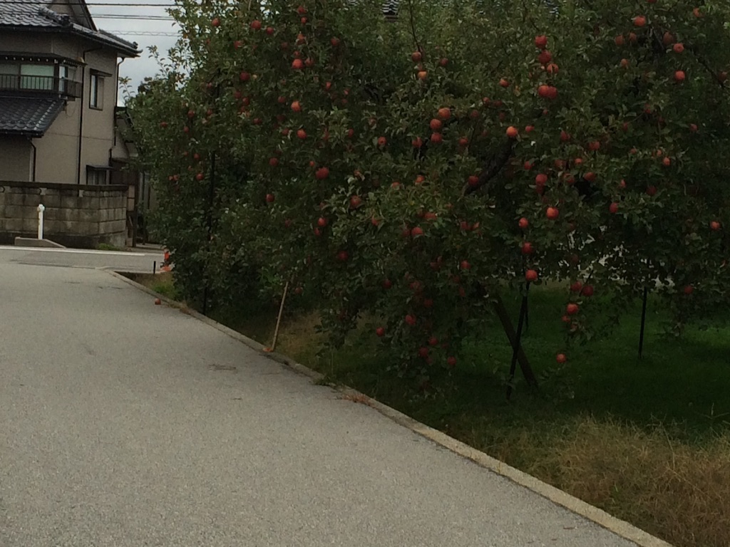 f:id:minto2012621:20151116183345j:image f:id:minto2012621:20151116183345j:image
