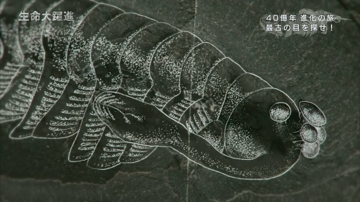 生命大躍進展でオパビニアを見た Miosn S Blog