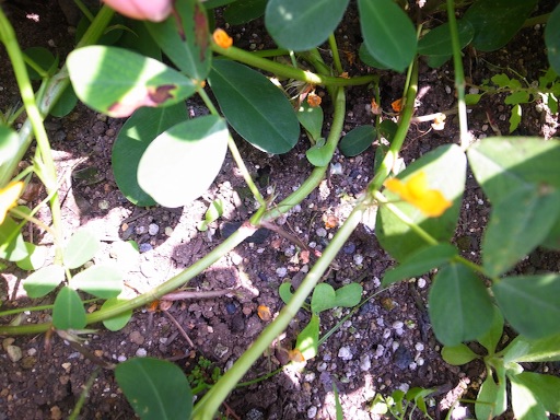 f:id:mistletoe1:20150727120027j:image f:id:mistletoe1:20150727120027j:image