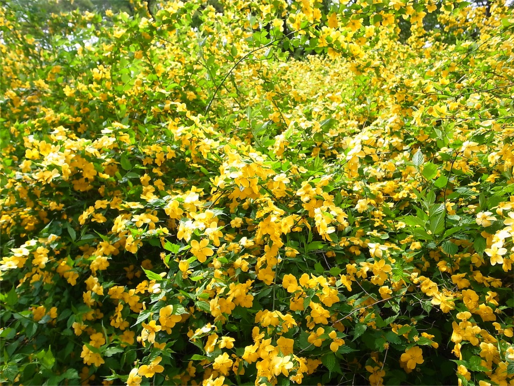 f:id:mistletoe1:20160418181215j:image f:id:mistletoe1:20160418181215j:image