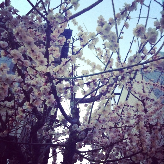f:id:miya-be:20150316024408j:plain f:id:miya-be:20150316024408j:plain
