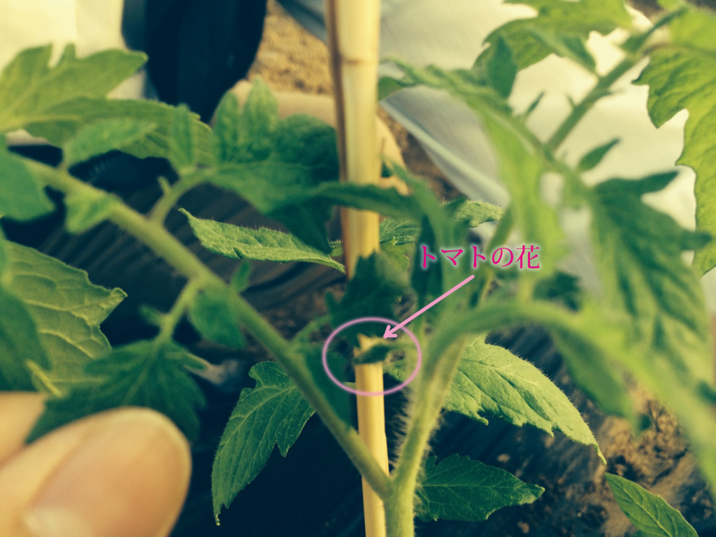 f:id:miya_tomac:20160421235347j:plain f:id:miya_tomac:20160421235347j:plain