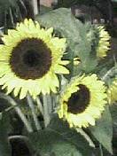 f:id:miyakefarm:20040702222508j:image:left f:id:miyakefarm:20040702222508j:image:left