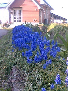 f:id:miyakefarm:20060402151935j:image:left f:id:miyakefarm:20060402151935j:image:left