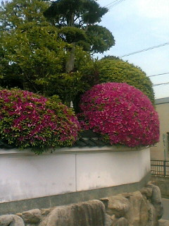 f:id:miyakefarm:20060505134244j:image:left f:id:miyakefarm:20060505134244j:image:left