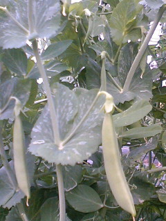f:id:miyakefarm:20060512092434j:image:left f:id:miyakefarm:20060512092434j:image:left