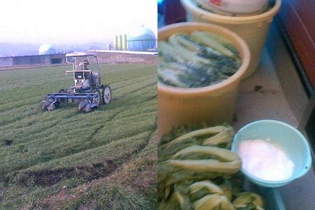 f:id:miyakefarm:20070126093638j:image:left f:id:miyakefarm:20070126093638j:image:left