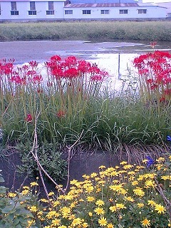 f:id:miyakefarm:20071213010708j:image:left f:id:miyakefarm:20071213010708j:image:left