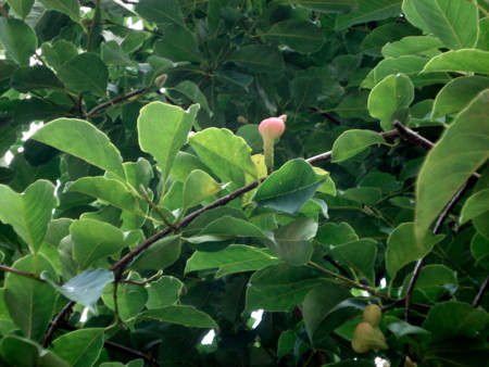 f:id:miyaketti:20130831115515j:plain f:id:miyaketti:20130831115515j:plain