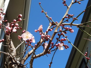 f:id:miyasakihiro:20150123123348j:plain f:id:miyasakihiro:20150123123348j:plain