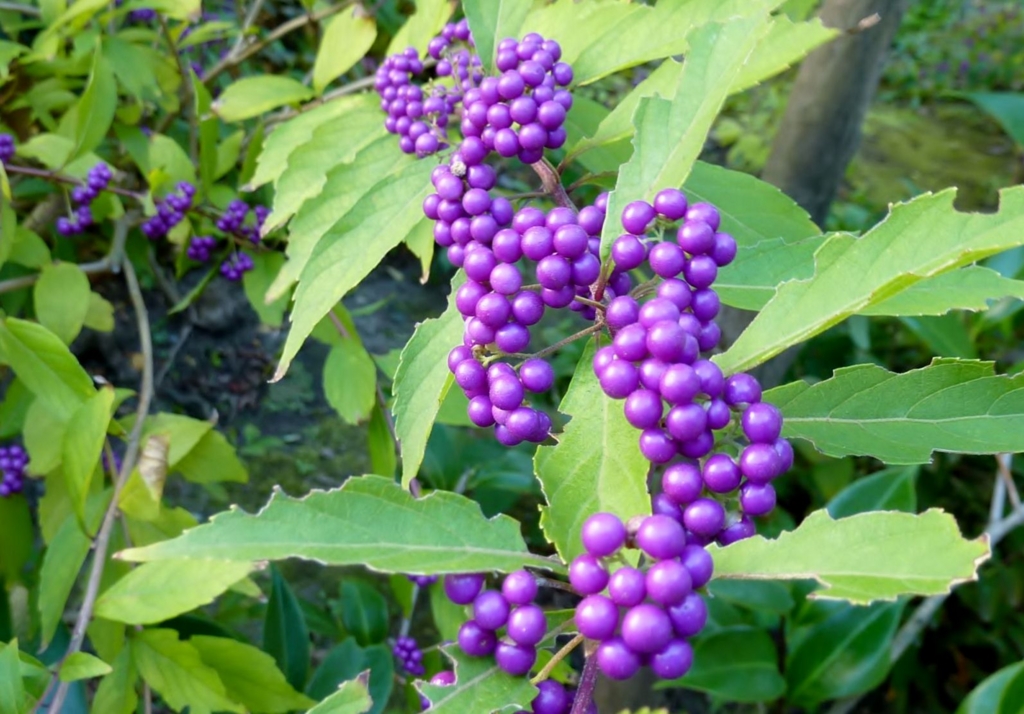 f:id:miyatak:20151025185139j:plain
