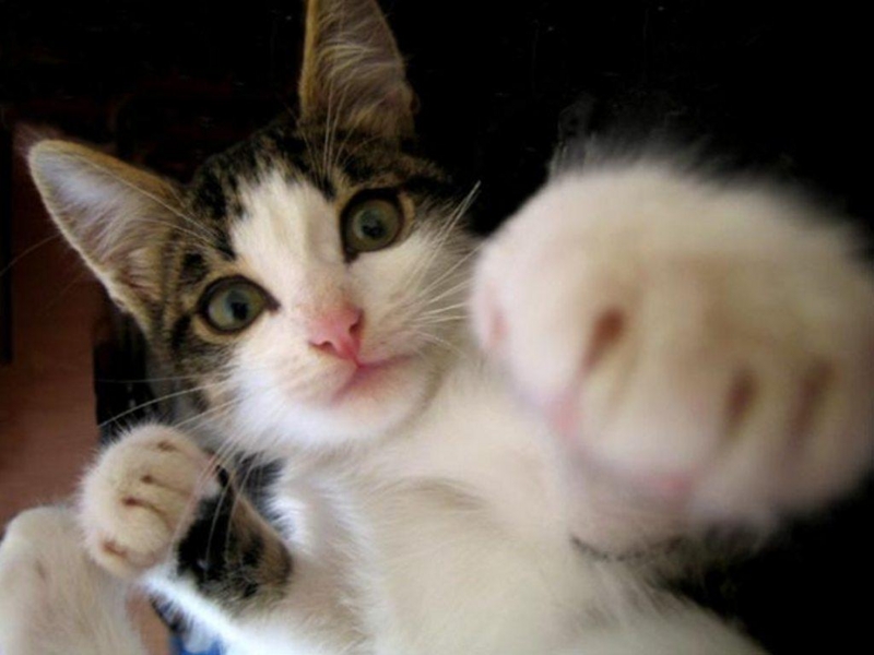 f:id:miyo1115:20141027175742j:plain f:id:miyo1115:20141027175742j:plain