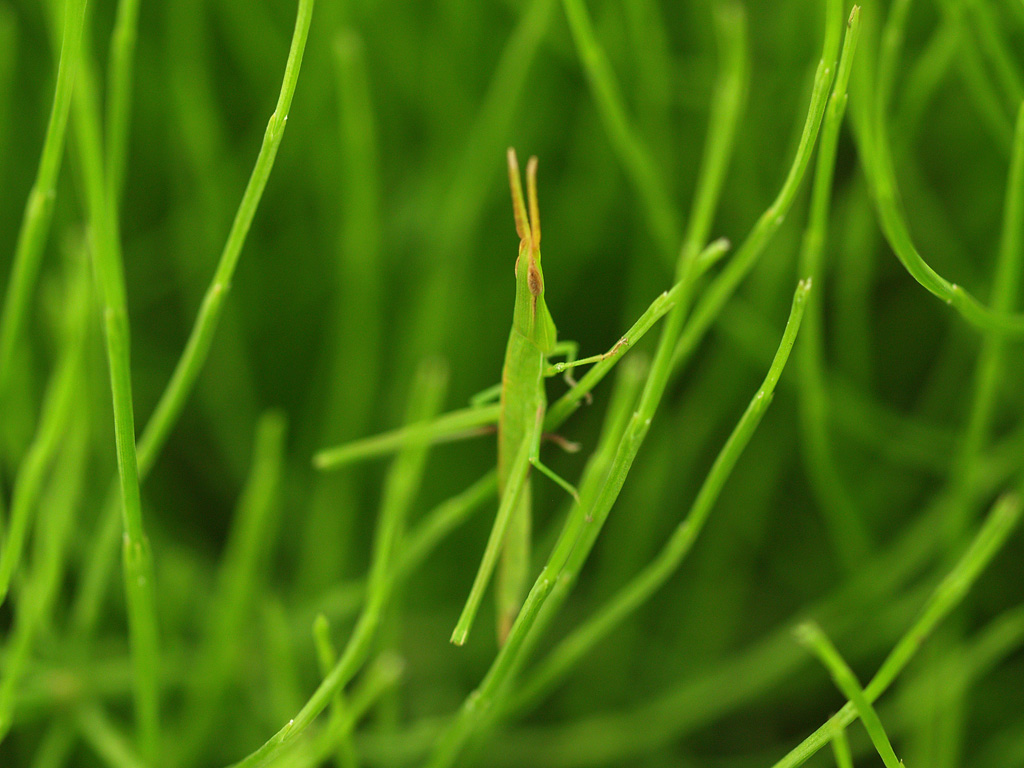 f:id:miyumasi:20160606125059j:plain f:id:miyumasi:20160606125059j:plain