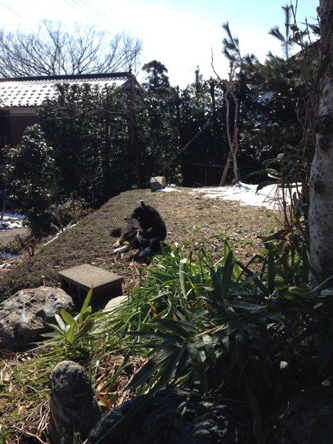 f:id:miyux0x0x:20140313164040j:plain f:id:miyux0x0x:20140313164040j:plain