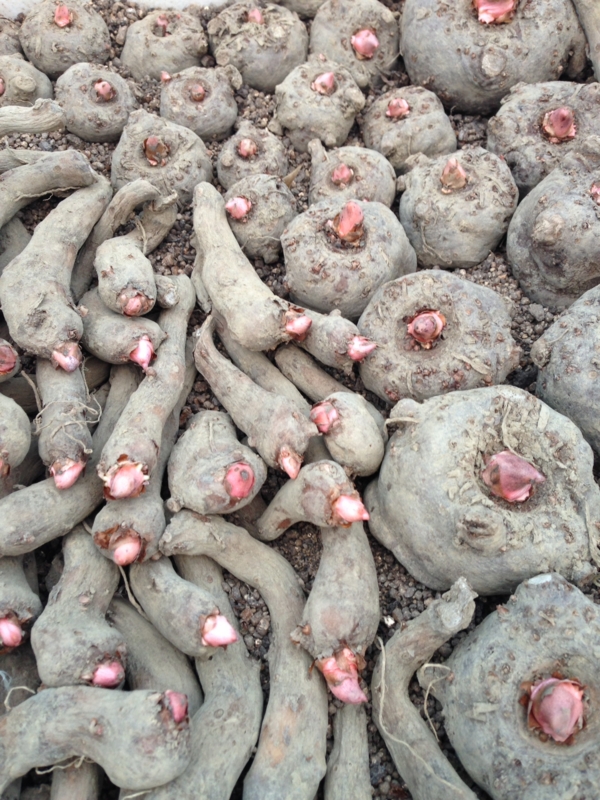 f:id:miyux0x0x:20140516182009j:plain