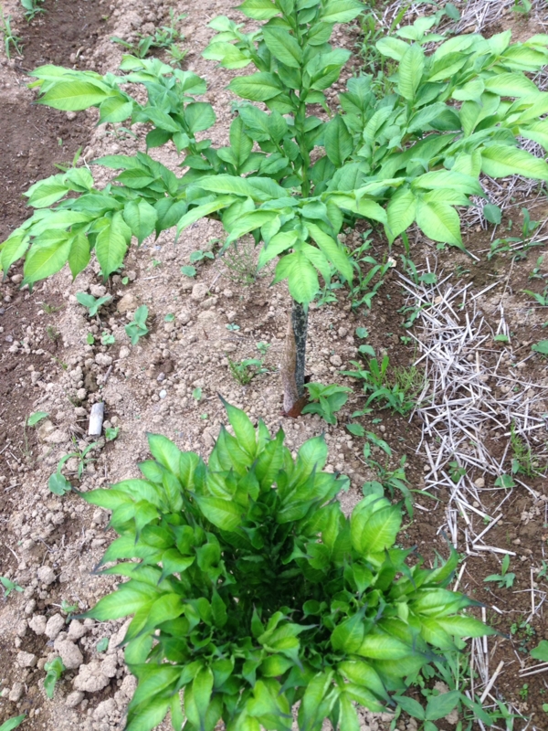 f:id:miyux0x0x:20140708181534j:plain