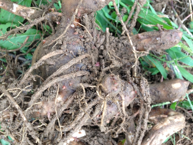 f:id:miyux0x0x:20140927170621j:plain