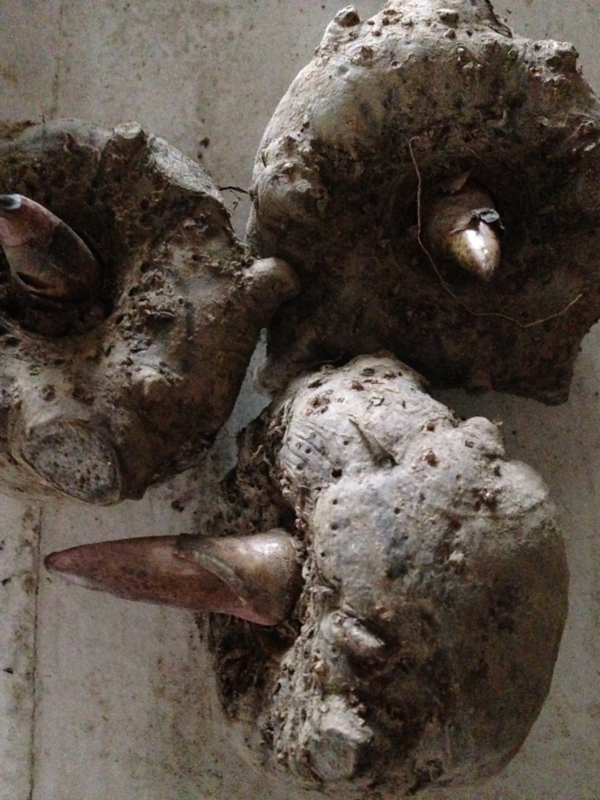 f:id:miyux0x0x:20150310102519j:plain