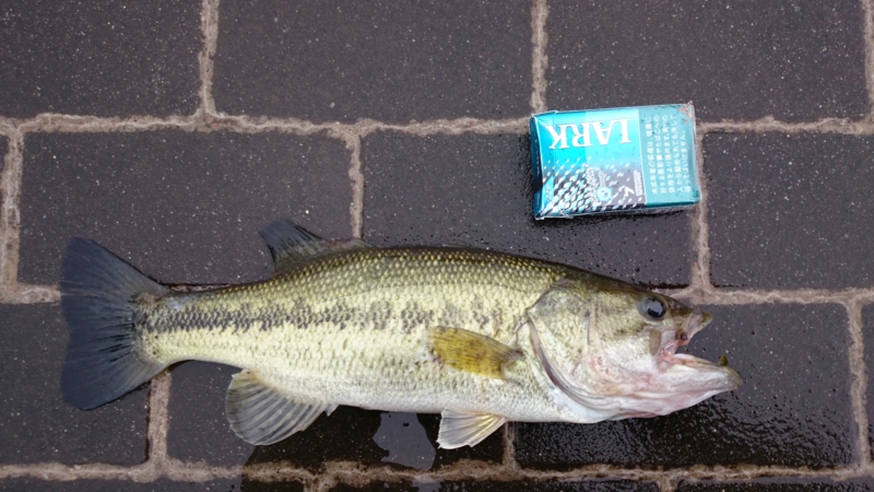 f:id:miz7maki:20150605174740j:plain f:id:miz7maki:20150605174740j:plain