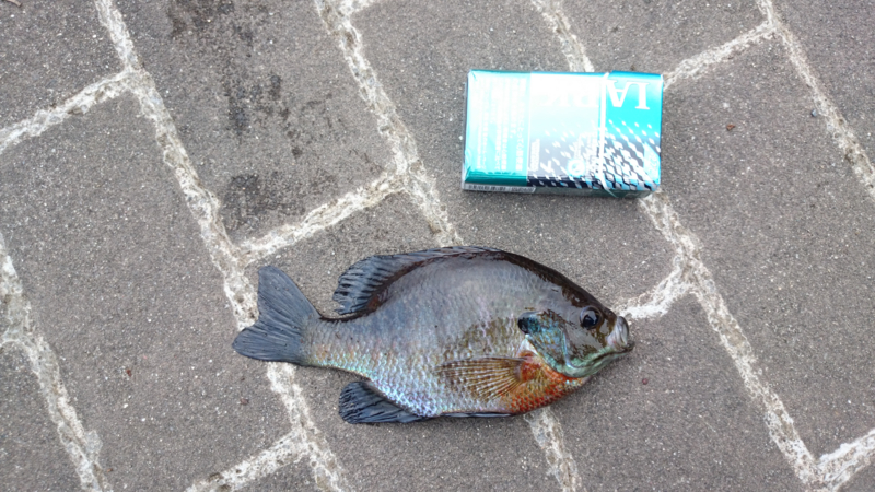 f:id:miz7maki:20150606174205j:plain f:id:miz7maki:20150606174205j:plain