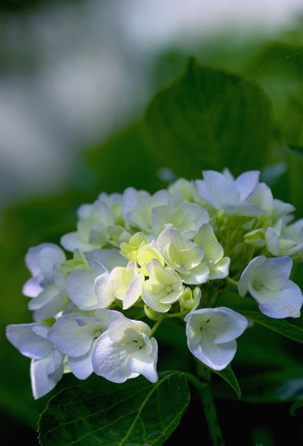f:id:mizuki5482:20160601122844j:plain f:id:mizuki5482:20160601122844j:plain
