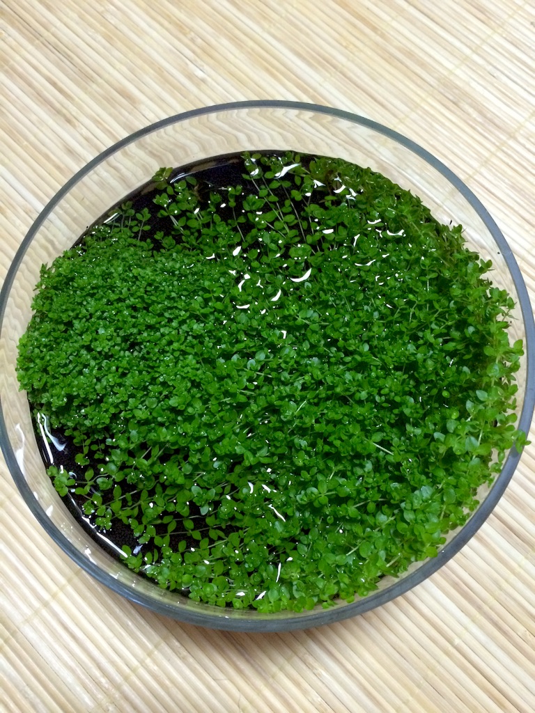 f:id:mizusuke:20151005070321j:image f:id:mizusuke:20151005070321j:image