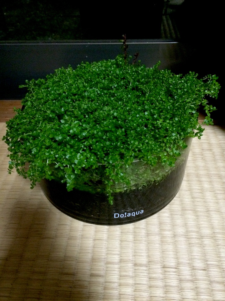 f:id:mizusuke:20151005070523j:image f:id:mizusuke:20151005070523j:image