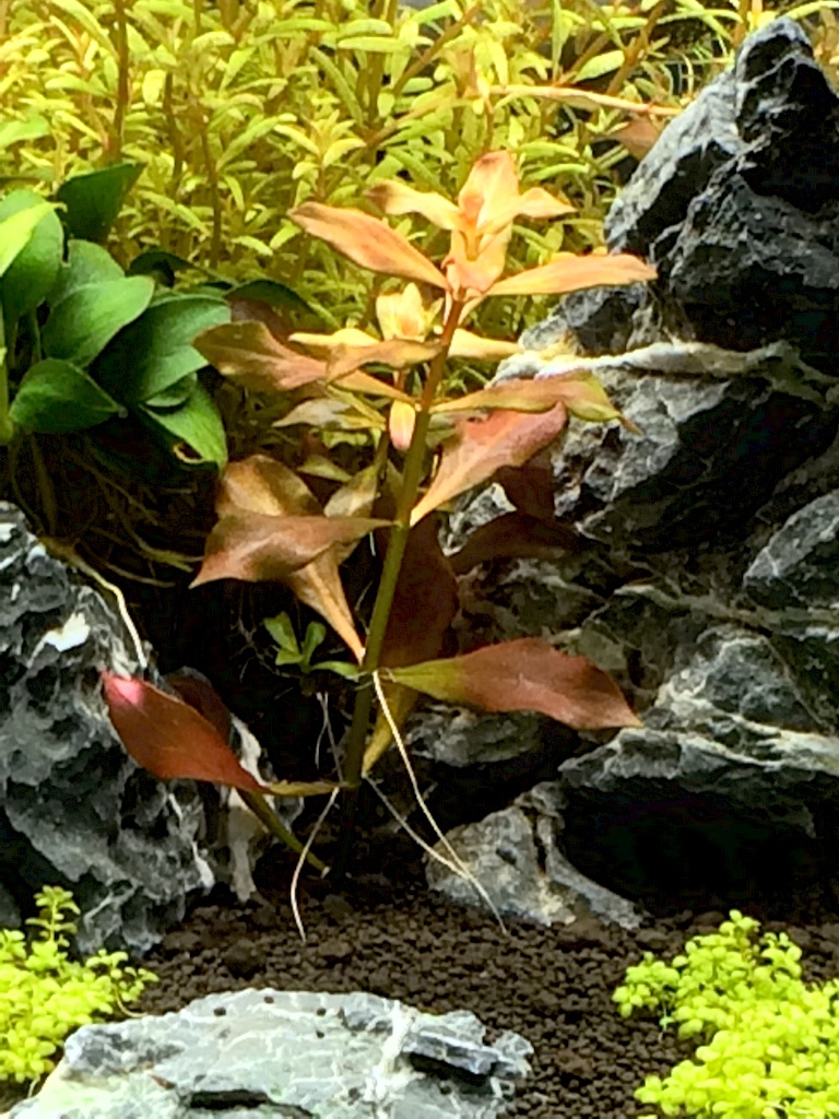 f:id:mizusuke:20151005165933j:image f:id:mizusuke:20151005165933j:image