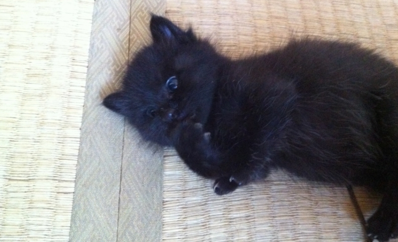 f:id:mo88mo:20150206161309j:plain f:id:mo88mo:20150206161309j:plain