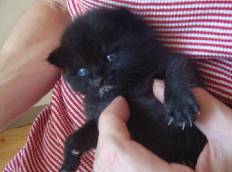 f:id:mo88mo:20150206161519j:plain f:id:mo88mo:20150206161519j:plain