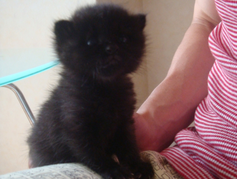 f:id:mo88mo:20150206161733j:plain f:id:mo88mo:20150206161733j:plain