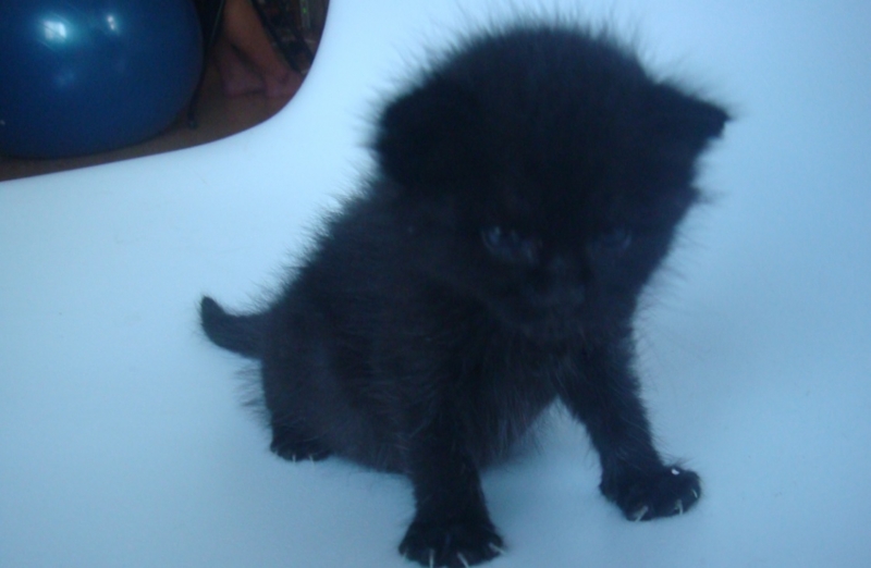 f:id:mo88mo:20150207165509j:plain